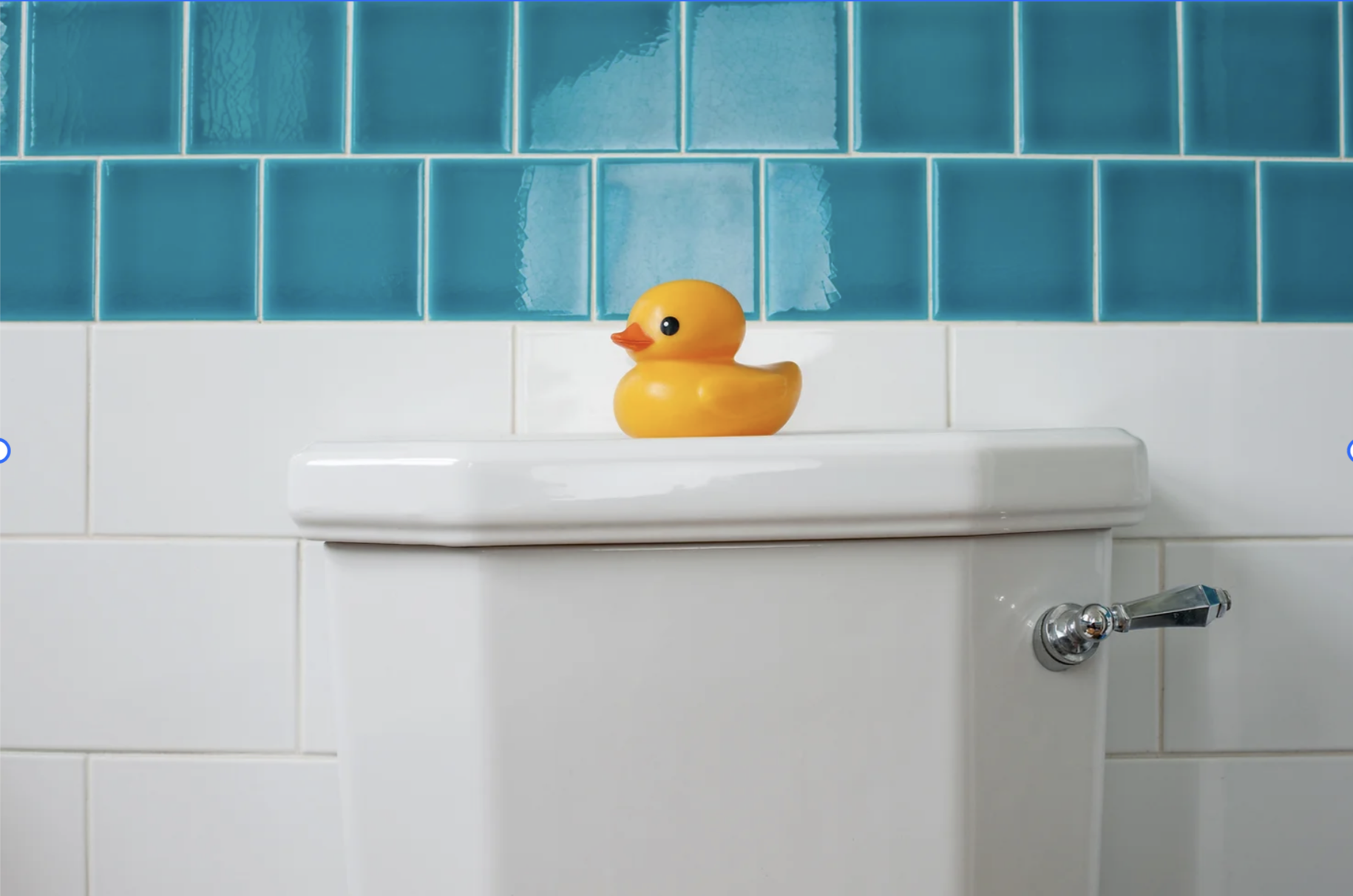 canard dans le bain